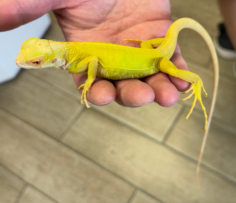 Albino Iguana (AI11)