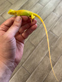 Albino Iguana Baby (AI1)