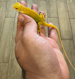 Albino Iguana Baby (AI2)