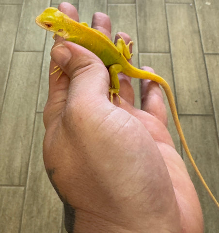 Albino Iguana Baby (AI2)