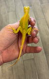 Albino Iguana Baby (AI3)