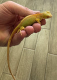 Albino Iguana Baby (AI4)