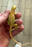 Albino Iguana Baby (AI4)