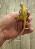 Albino Iguana Baby (AI5)