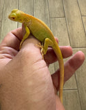 Albino Iguana Baby (AI5)
