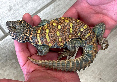 Ornate Uromastyx Adult Male (AMOU2) - Reptile Pets Direct
