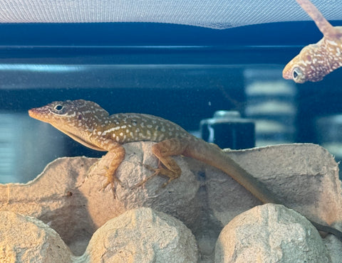 Anolis oculatus cabritensis Pairs