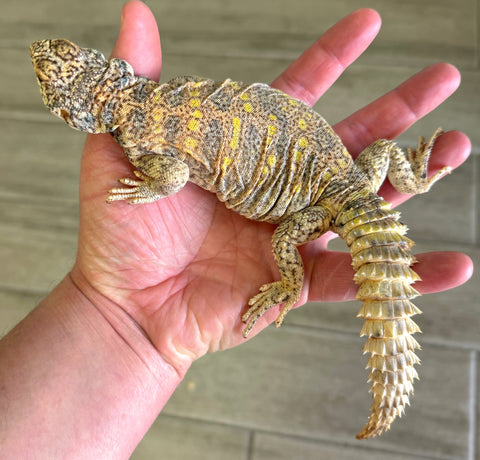 Ornate Uromastyx Adult Female (AOF3)