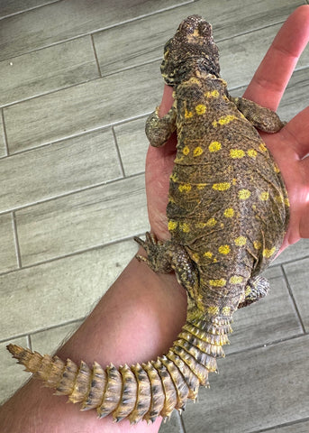 Ornate Uromastyx Adult Female (AOF4)