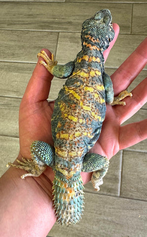 Ornate Uromastyx Adult Male (AOM1)