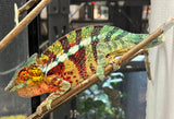 Ambanja Panther Chameleon pair (APPC1)