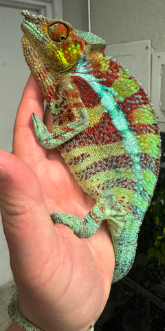 Ambanja Panther Chameleon pair (APPC1)
