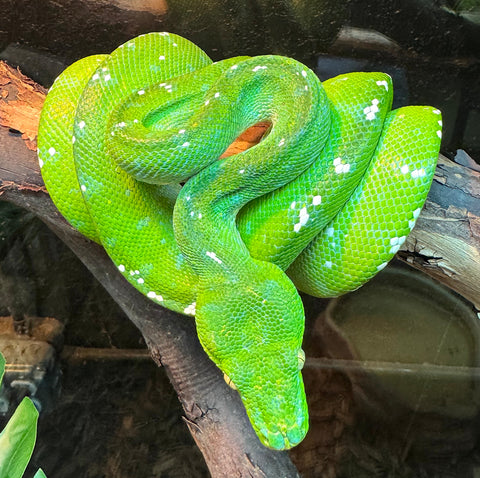 Aru Green Tree Python Female (AGTPF1)