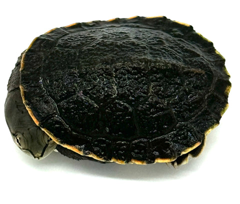 Argentine side-necked turtles (Phrynops hilarii)