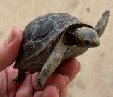 Aldabra Tortoise Baby (AT1)