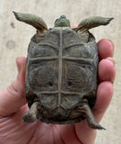 Aldabra Tortoise Baby (AT1)