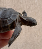 Aldabra giant tortoise 3" (AT2)