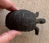 Aldabra giant tortoise 3" (AT2)