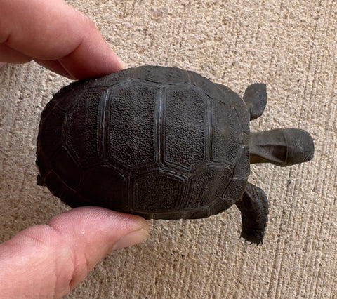 Aldabra giant tortoise 3" (AT2)