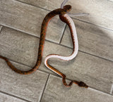 Tri color Amazon Tree Boa White Belly (ATB1)