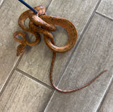 Orange tiger Amazon Tree Boa Female (ATB11)