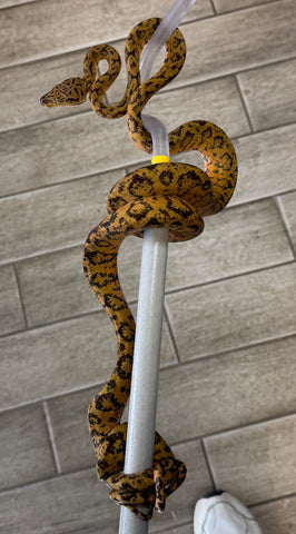 Extreme Jaguar Amazon Tree Boa Female (ATB2)