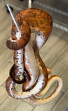 Amazon Tree Boa Male Red Orange Calico (ATB4)