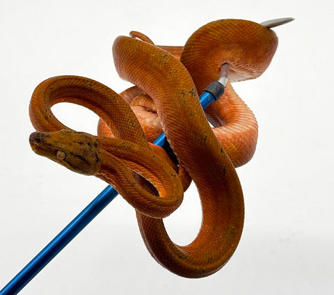 Amazon Tree Boa Adult Male (ATBAM1)