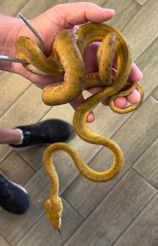 Bicolor Amazon Tree Boa Male (BCATBM15)