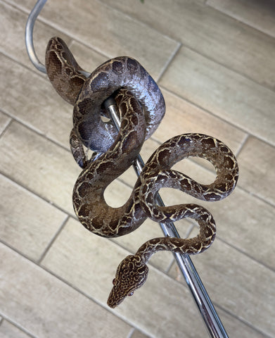 Garden Phase Amazon Tree Boa Adult Female (ATBGP6)