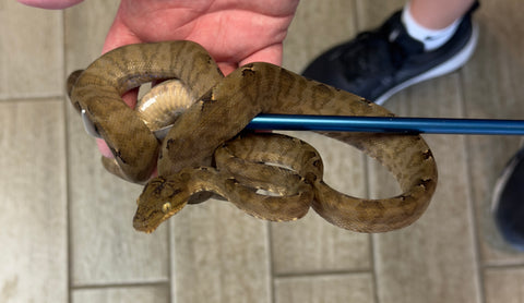 Garden Phase Amazon Tree Boa Juvenile (GPATB8)