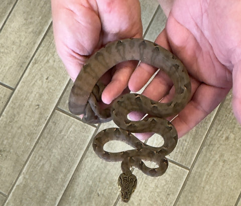 Garden Phase Amazon Tree Boa Juvenile Female (ATBJGP5)