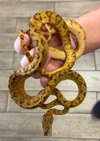 Yellow Jaguar Amazon Tree Boa Juvenile Female (ATBJJ4)
