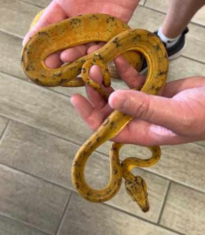 Tricolor Amazon Tree Boa Male (ATBTM3)