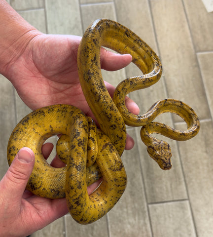 Yellow Tiger Amazon Tree Boa Female (ATBYT2)