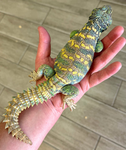 Ornate Uromastyx Adult Male (AOM2)