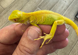 Albino Iguana Baby (AI1)