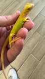 Albino Iguana Baby (AI2)