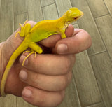 Albino Iguana Baby (AI3)