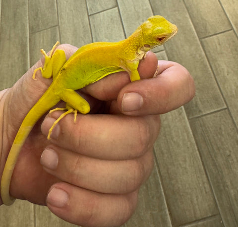 Albino Iguana Baby (AI3)