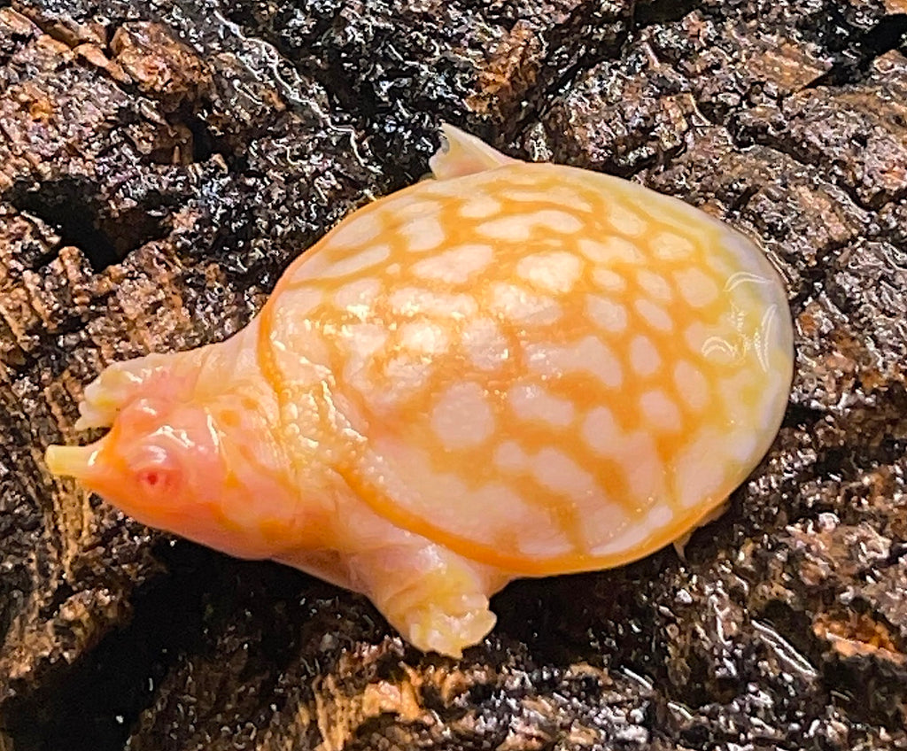 Pet Softshell Turtle Albino Softshell Turtle