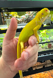 Albino Iguana