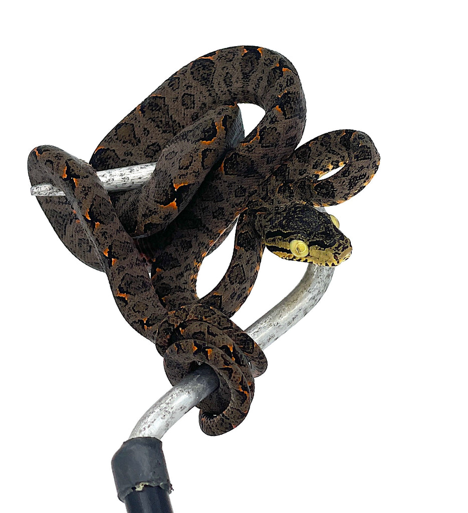 Amazon Tree Boa Pet at Carey Shaw blog