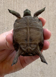 Aldabra giant tortoise 3" (AT1)