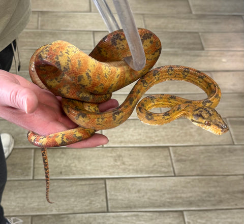 Tri color Amazon Tree Boa Female (ATB4)