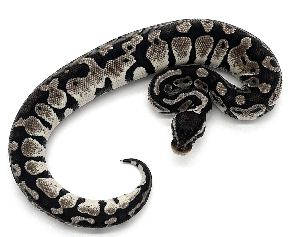Axanthic Pastel Ball Python – Reptile Pets Direct