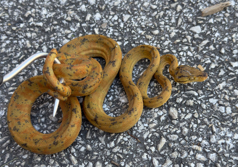 Bicolor Amazon Tree Boa Female (BATBF21)