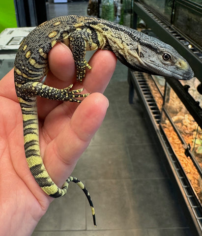 Black Throat Monitor Baby (BBTM2)