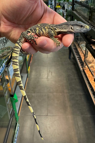 Black Throat Monitor Baby (BBTM3)