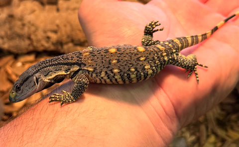 Black Throat Monitor Baby (BBTM4)